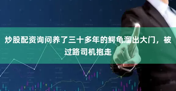 炒股配资询问养了三十多年的鳄龟溜出大门，被过路司机抱走